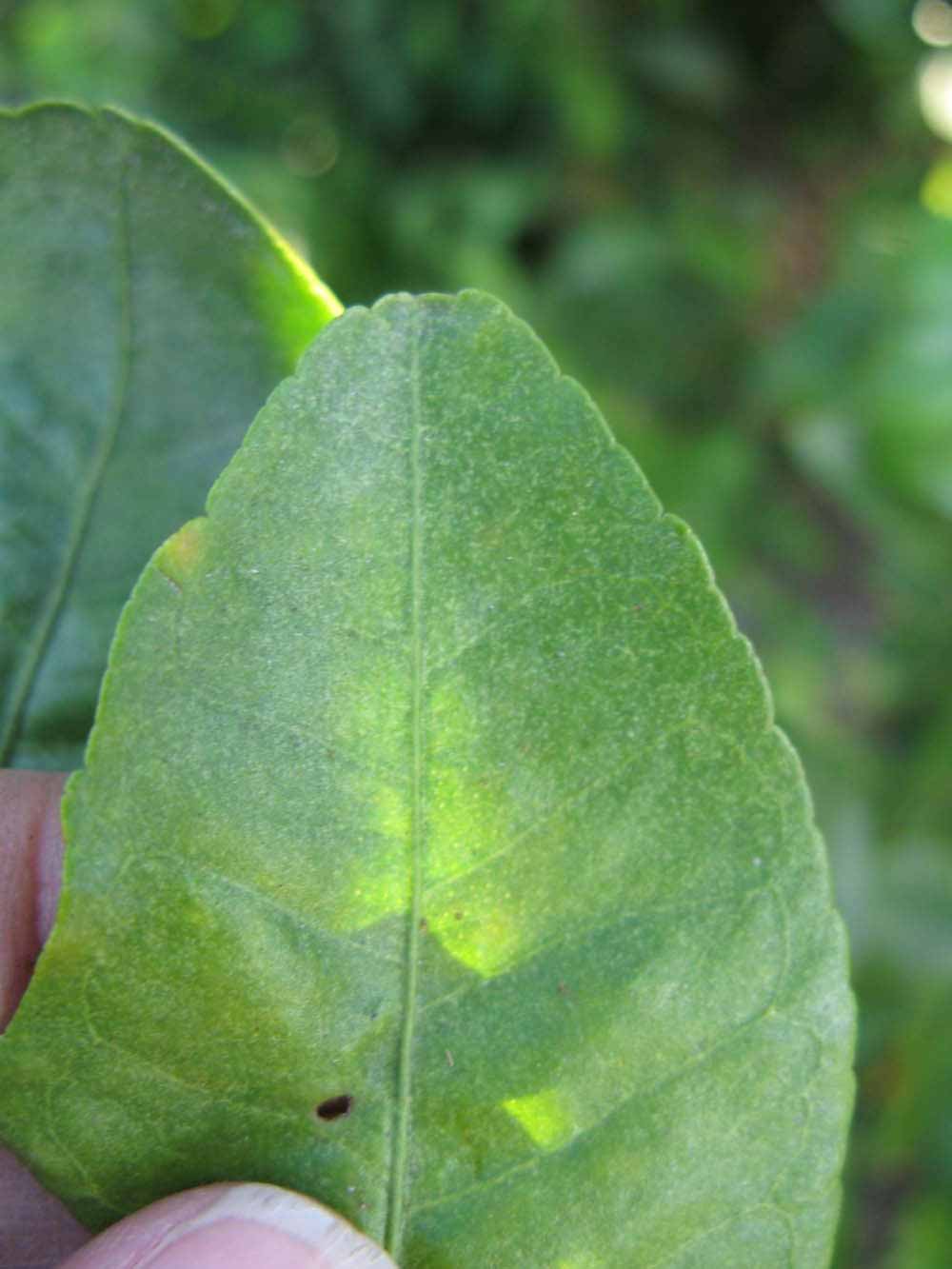              Margin (Winter Haven, FL)       